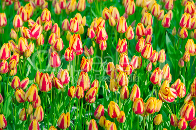 Flower field of striped tulips in the Keukenhof