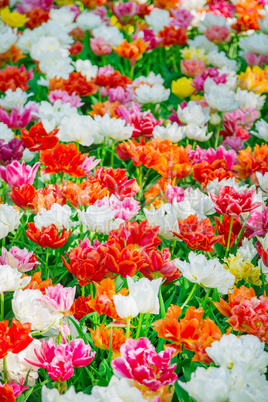 Glade of red, pink, orange and white fresh tulips