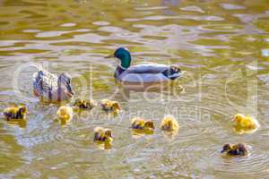 Mother and father duck with ducklings