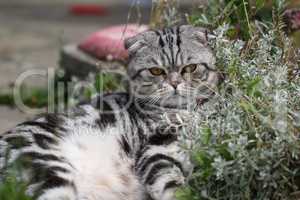 British Shorthair kitten