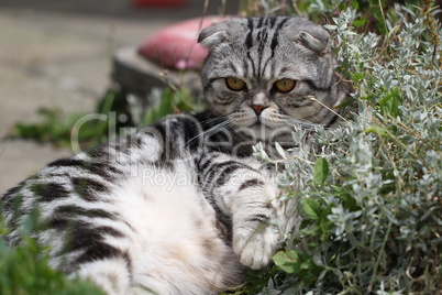 British Shorthair kitten