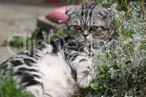 British Shorthair kitten