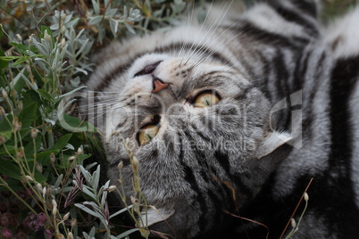 British Shorthair kitten