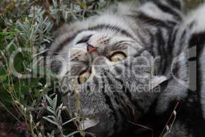 British Shorthair kitten