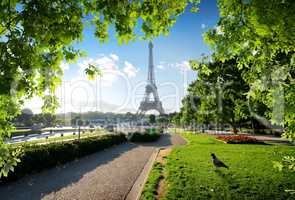 Dove and Eiffel Tower