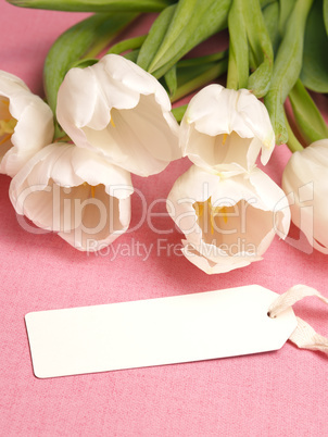 White tulips on a pink background