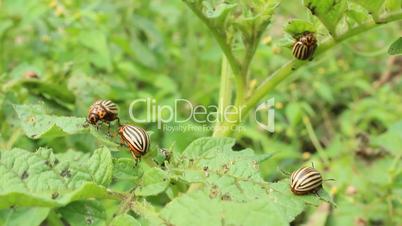 colorado beetles gobble up the leaves of potatoes