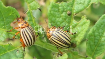 colorado beetles gobble up the leaves of potatoes