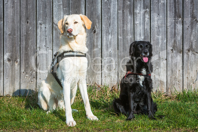 two dogs posing