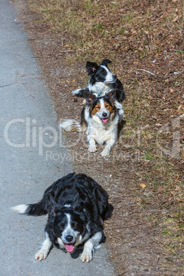 border collie