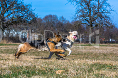 dogs playing