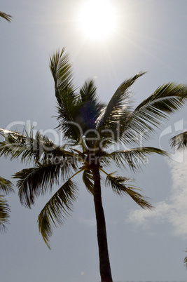 Palm tree isolate in a blue sky