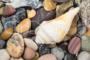 Muschel und verschiedene Steine vom Strand