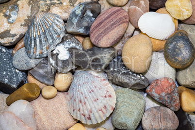 Muscheln und verschiedene Steine vom Strand