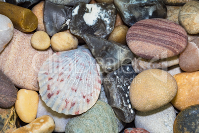 Muschel und verschiedene Steine vom Strand