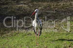 Weissstorch auf Wiese