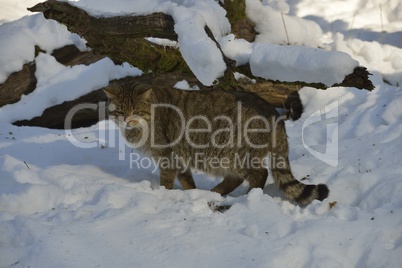 Wildkatze im Schnee