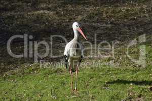 Weissstorch auf Wiese