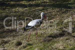 Weissstorch auf Wiese