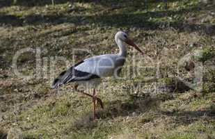 Weissstorch auf Wiese