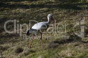 Weissstorch auf Wiese