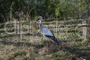 Weissstorch auf Wiese