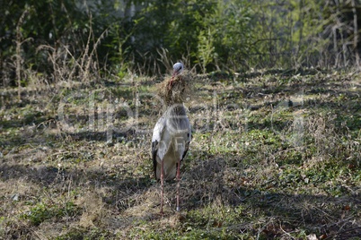 Weissstorch auf Wiese