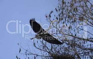 Graureiher im Flug