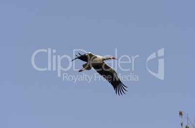 Weissstorch im Flug