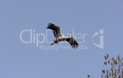 Weissstorch im Flug