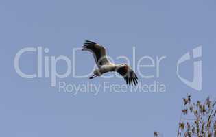 Weissstorch im Flug