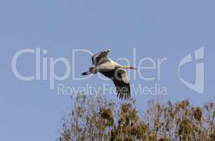 Weissstorch im Flug