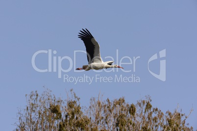 Weissstorch im Flug