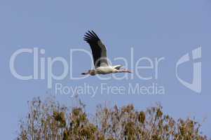 Weissstorch im Flug