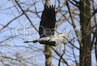 Graureiher im Flug