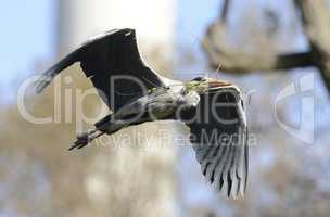 Graureiher im Flug