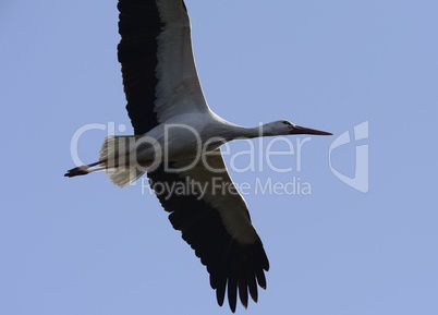 Weissstorch im Flug