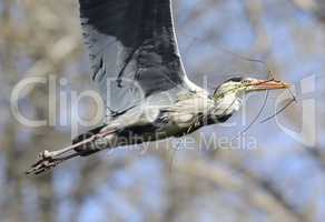 Graureiher im Flug