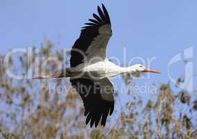 Weissstorch im Flug