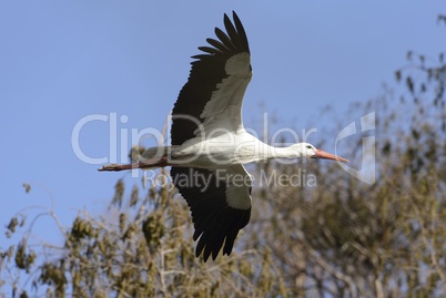 Weissstorch im Flug