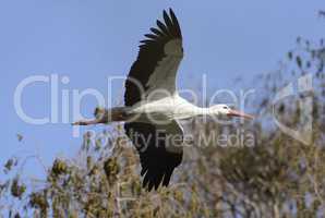 Weissstorch im Flug