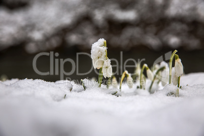 The first snowdrops under snow .