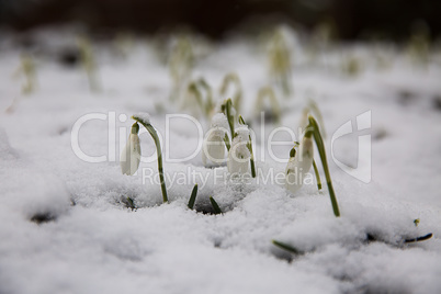 The first snowdrops under snow .
