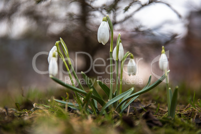 The first snowdrops .