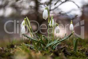 The first snowdrops .