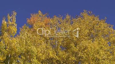 Herbstliche Birken vor tiefblauem Himmel