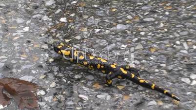 Ein Feuersalamander krabbelt auf dem Asphalt