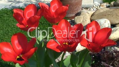 Rote Tulpen zittern im Wind