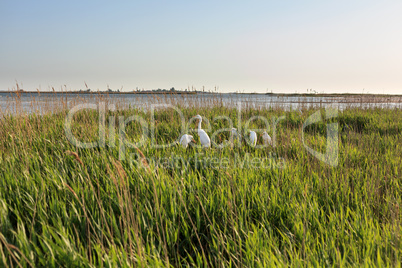 Family of white herons