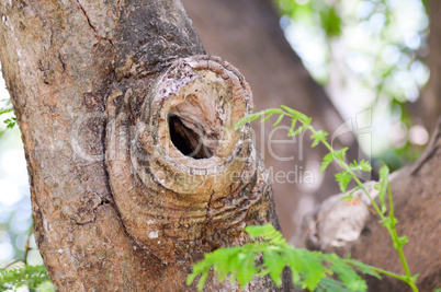 Hollow of a tree trunk at the site